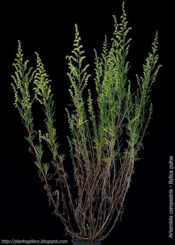 Plant Gallery Encyklopedia Roślin Artemisia campestris Bylica polna